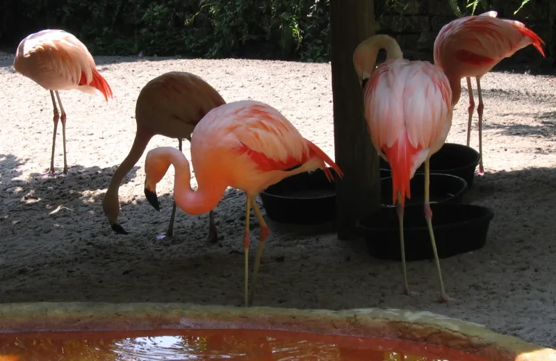 Chilean flamingos at Sunken Gardens in St. Petersburg, Florida