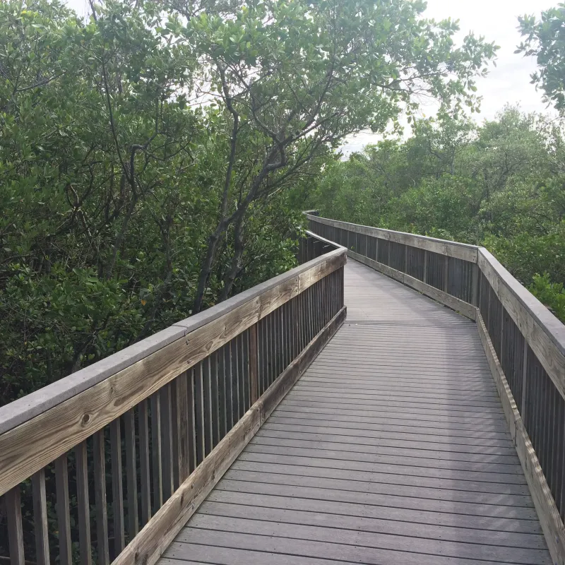 Elevated boardwalk through mangroves at Weedon Island Preserve